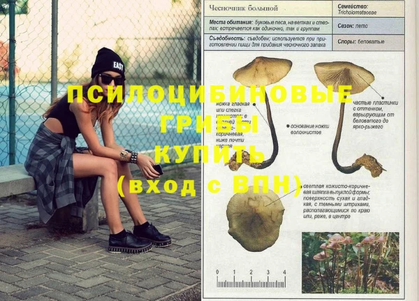 крисы Алзамай